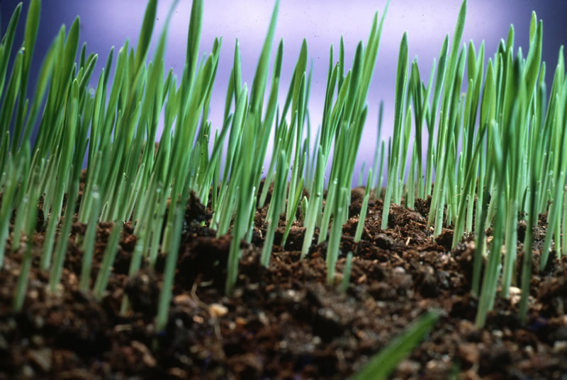 Topsoil Near Me - Advance Lawn Service Company, Hartford, WI