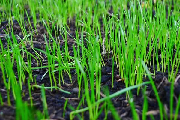 Lawn Growing - Other Lawn Treatment Services by Advance Lawn Service Company, Hartford WI