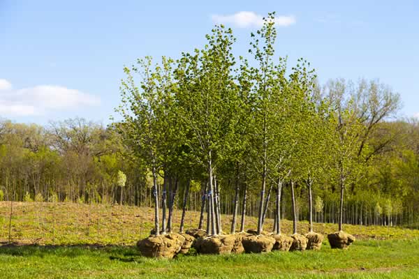 Landscape Design - Trees from Advance Lawn Service Company - Hartford WI