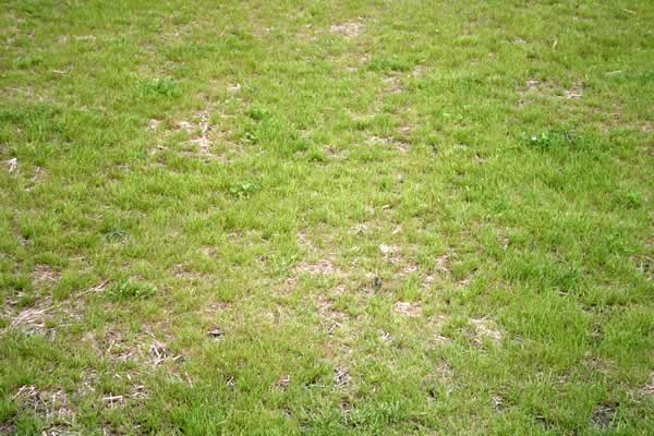 Lawn Needs Overseeding by Advance Lawn Services in Hartford WI