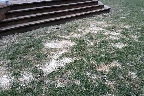 Lawn Repair Dead Spots by Advance Lawn Services in Hartford WI