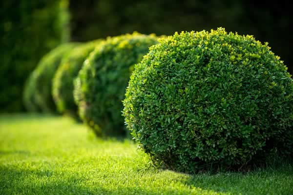 Hedge and Bush Trimming Services by Advance Lawn Services in Hartford WI