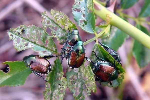 Japanese Beetles