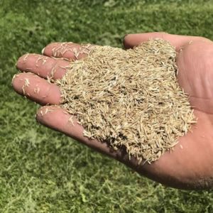 Grass Seed