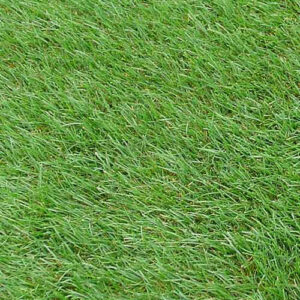 Kentucky Blue Grass Seed (Shamrock)